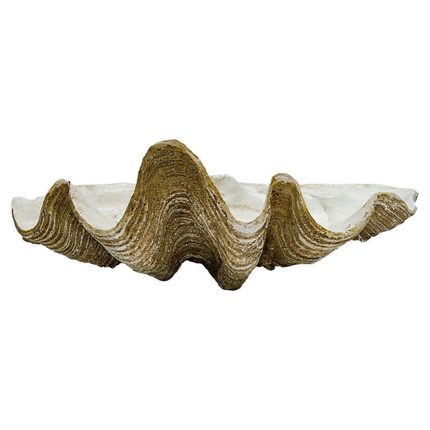 Clam Shell Decor 69cm