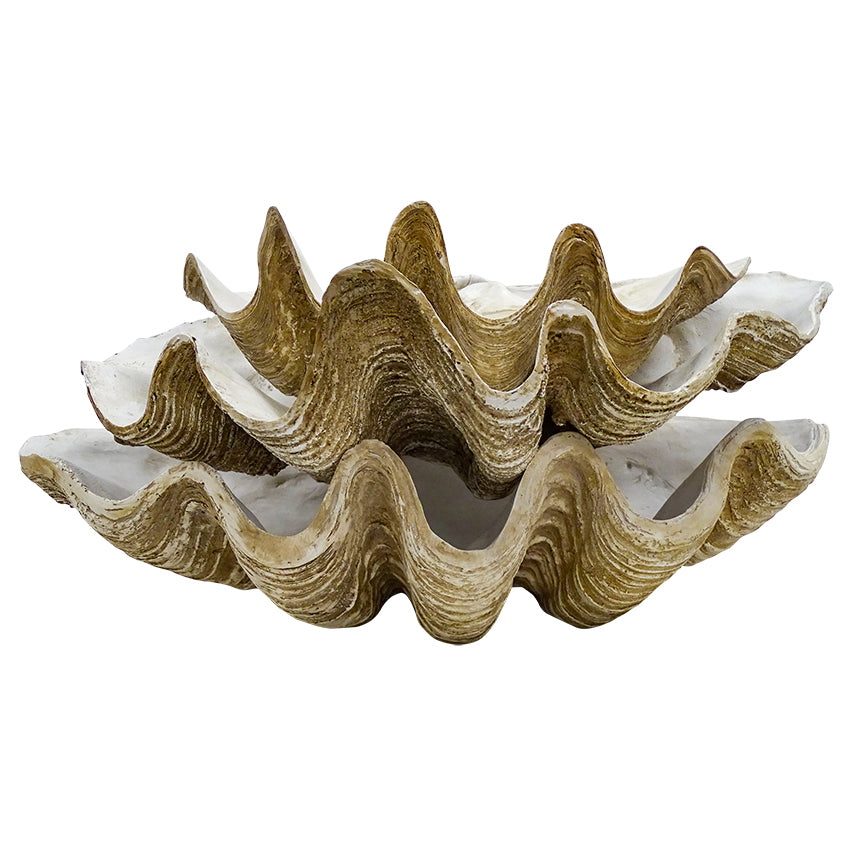 Clam Shell Decor 69cm