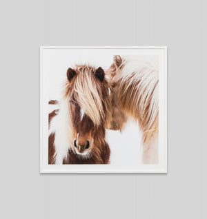 Foal Framed Print